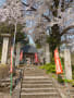 会津美里町　法用寺の虎の尾桜