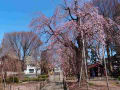 [23]光禅寺枝垂れ桜