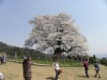 醍醐桜　２０１４．４．９　撮影