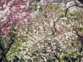 都立庭園 小石川後楽園・うめ見頃