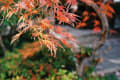 20201121 東福寺（その２）