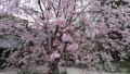 2022.03.31.富部神社の桜