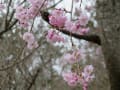 春の京都：圓光寺