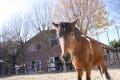 碑文谷公園こども動物広場