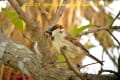 [4]House Sparrow22Nov2013-05a-s.jpg