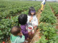 strawberry pick