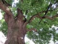 樹齢600年。幹周り9ｍ。東京都文京区本郷弓町の大楠の巨樹。　1