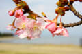 桜香るびわ湖畔