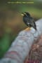 [52]White-vented Myna19Sep2013-01a-s.jpg