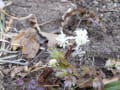 花之江の郷2020年2月24日