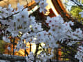 京都　桜だより　御香宮（安産の社）