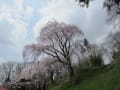 [44]三春の桜 (7).JPG