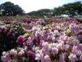 館林つつじが岡公園