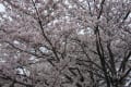 粟生の桜　満開