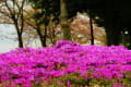 びわ湖畔の芝桜