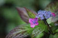 鎌倉・雨に濡れる紫陽花