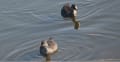 オオバン（大鷭）とバン（鷭）の幼鳥