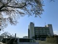 2014佐倉市役所桜