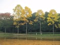 [4]公園の黄葉.３.jpg