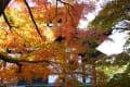 京都の紅葉　その１　(東福寺）