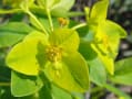 浮島ヶ原自然公園の花たち