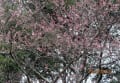 公渕公園の「淡墨桜」が開花しました。