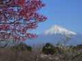 [2]＊初春の富士山・・・