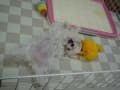 今日の"ひめ"ちゃん　また、クリスちゃん来ました。
