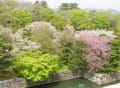 京都の桜３