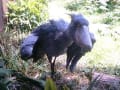 高知県立のいち動物公園