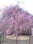 2013年4月22日　霞城公園お花見