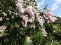 家庭菜園・・・大きなサルスベリの花が満開です。