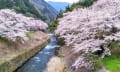 上高地　玄関　島々谷の桜