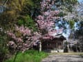 下臼井日吉神社古墳（福岡県）