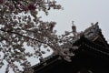 雨にもまけず・・・　北千住赤門寺から三宅坂、千鳥ヶ淵