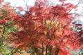 小原は、紅葉が遅れて居るが、曾木公園の紅葉は、綺麗だった、