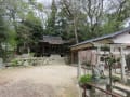 大歳神社のチシャノキ