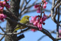 湖上を飛ぶ、ミサゴ。寒緋桜にメジロ。