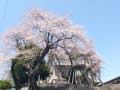 [13]桜丸の夫婦桜