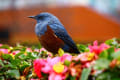 大津港の珍しい鳥