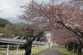 [6]2012_03_31_sakura_0762.jpg