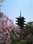 東寺の桜