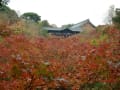 紅葉の東福寺