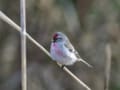 ベニヒワ・ユキホオジロなど～2015冬の野鳥