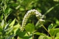 阿蘇の野の花