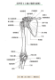 [12]英訳　肩甲骨と上腕の靭帯.jpg
