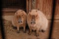 埼玉県こども動物自然公園01