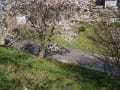 天拝公園と武蔵寺