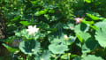 鎌倉鶴岡八幡宮の蓮の花