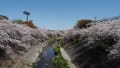 2020.04.05山崎川の桜